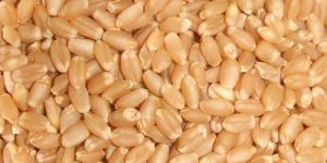 Lokwan Wheat Seeds