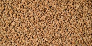 Brown Top Millet Seeds