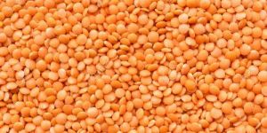 Red Lentils