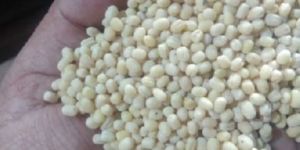 Washed Urad Dal