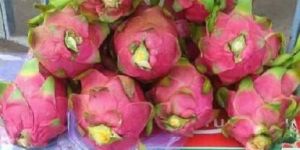 Fresh Dragon Fruits