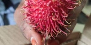 Fresh Rambutan