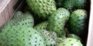 Fresh Soursop