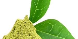 Green Tea Extract (Camellia Sinensis)