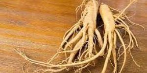 Panax Ginseng