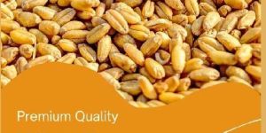 Wheat Seeds