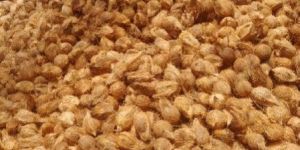 Semi Husked Coconuts