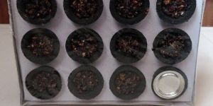 Guggal Sambrani Loban