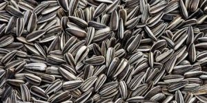 Sunflower Seeds