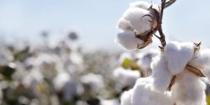 Raw Cotton