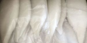 Frozen California Squid Fish