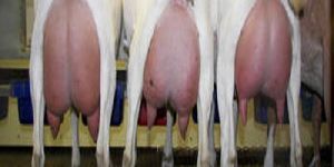 High Milking Saanen Goats