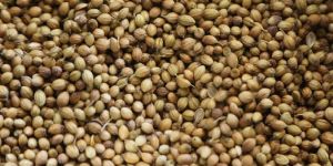 Coriander Seeds