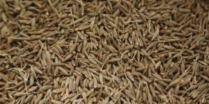Cumin Seeds