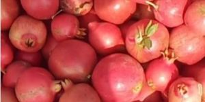 Pomegranate