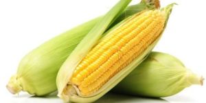 Sweet Corn