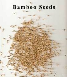 Bamboo Tree Seeds