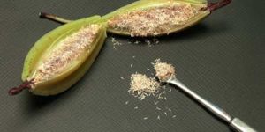 Dendrobium Flower Seeds