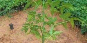 Neem Plant