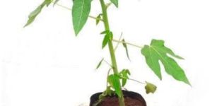 Papaya Plant