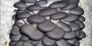 Oyster Mushroom Grey