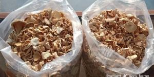 Sun Dried Oyster Mushrooms