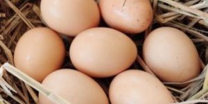 Fertile Kadaknath Egg