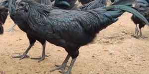 Live Kadaknath Chicken
