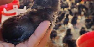 One Day Old Kadaknath Chick