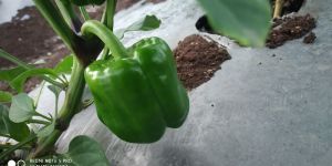 Green Capsicum