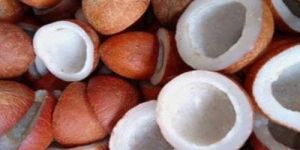 Half Cut Copra Coconut