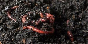 Vermicompost