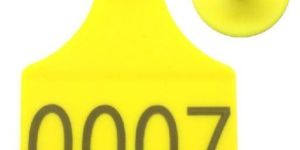 Tamper Proof Livestock Blank Cattle Ear Tags