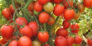 Punjab Kesari Tomato