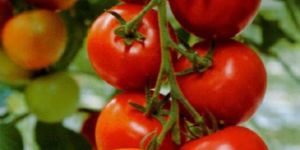 Pusa Sadabahar Tomato