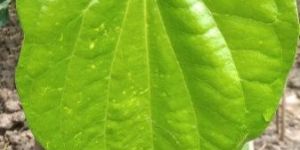 Fresh Betel Leaves Plants