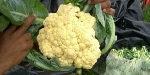 Doctor Cauliflower