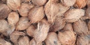 Semi Husked Coconuts