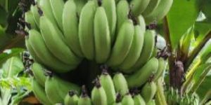 Fresh Fruits Vegetable