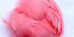 Light Pink Bird Feather
