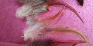 Natural Bird Feather