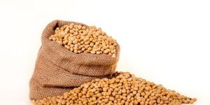 Soybean Seeds