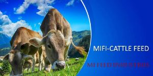 MIFI CATTLE FEED