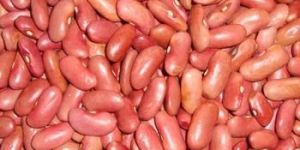 Light Red Kidney Beans