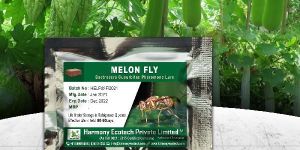 Bactrocera Cucurbitae