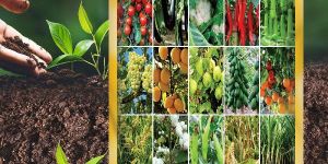 Potash Mobilizing Bacteria