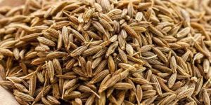 Cumin Seeds