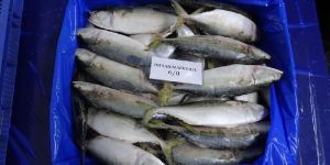 Frozen Indian Mackerel Whole Round