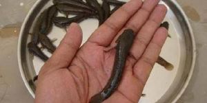 Murrel Fish Seed
