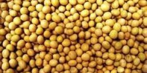 Soybean Seeds